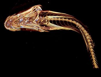 Media type: image;   Ichthyology 27957